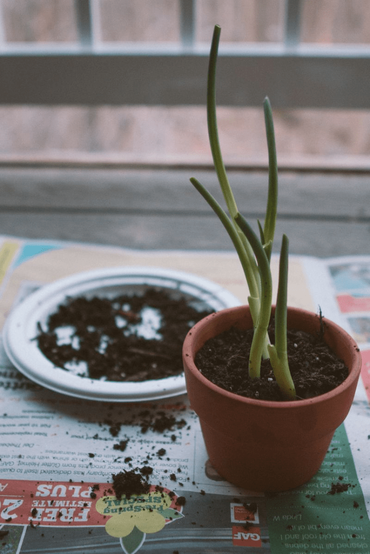 Reuse Your Green Onions | Our Sweet Somewhere