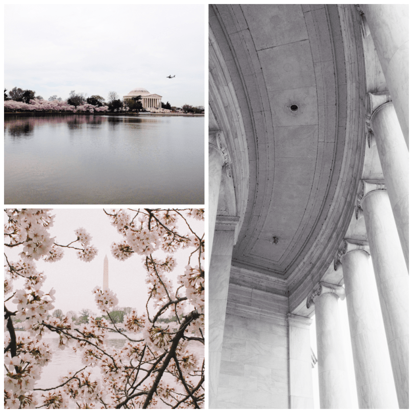 Washington D.C. Cherry Blossoms