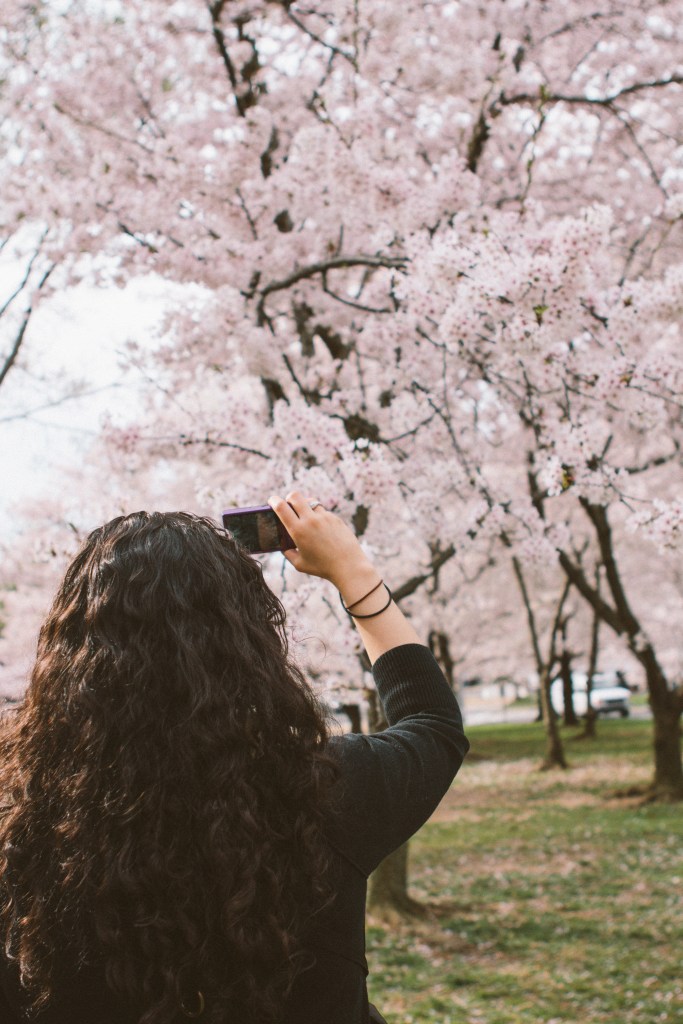 Washington D.C. Cherry Blossoms