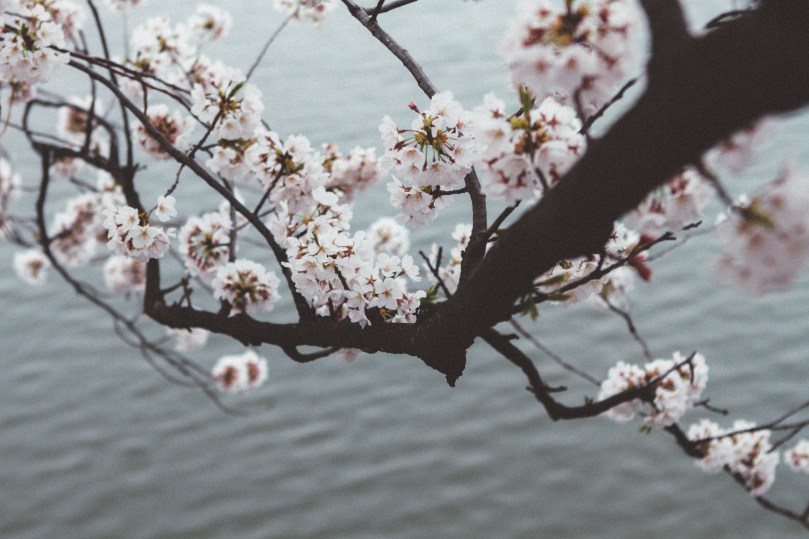 Washington D.C. Cherry Blossoms