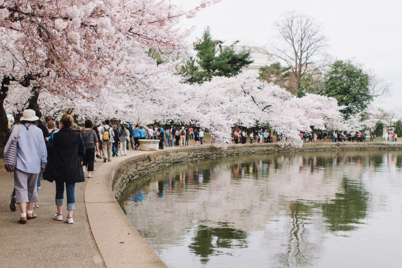 Washington D.C. Cherry Blossoms