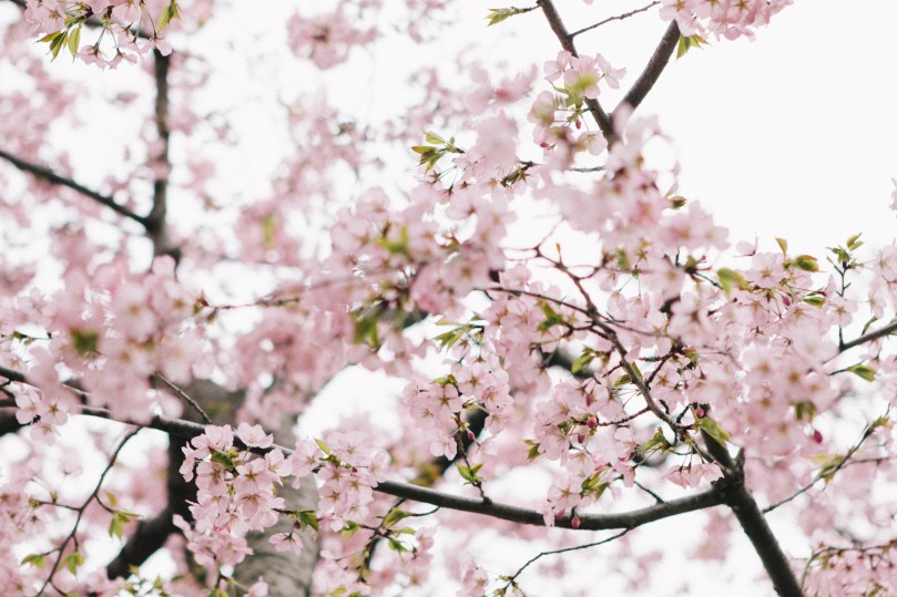 Washington D.C. Cherry Blossoms